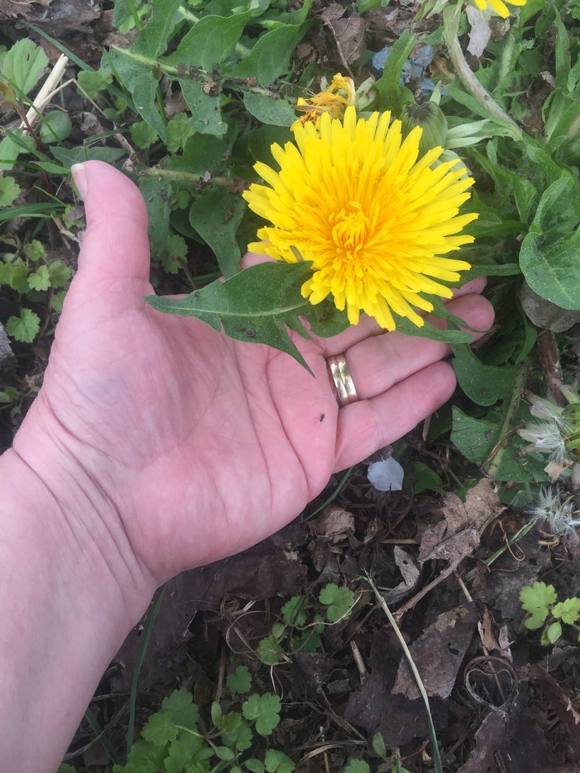 Foraging wild edibles is one of the hottest food trends of 2017.