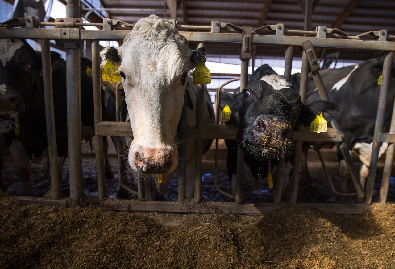 Dairy cows are seen in a freestall barn on a farm in northern Buffalo County, Wisconsin, on March 8, 2017. Wisconsin is the nation's No. 2 milk producer and No. 1 cheese producer. Farmers here say tougher immigration policies are making it more difficult to find and keep workers.
