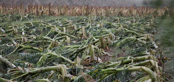 A banana plantation damaged by Hurricane Maria in Guayama, Puerto Rico, on Sept. 20, 2017.