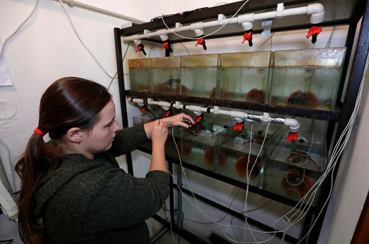 A scientist from the Faculty of Fisheries and Protection of Waters places a crayfish, equipped with a sensor, to a fish tank in Protivin brewery in Protivin, Czech Republic.