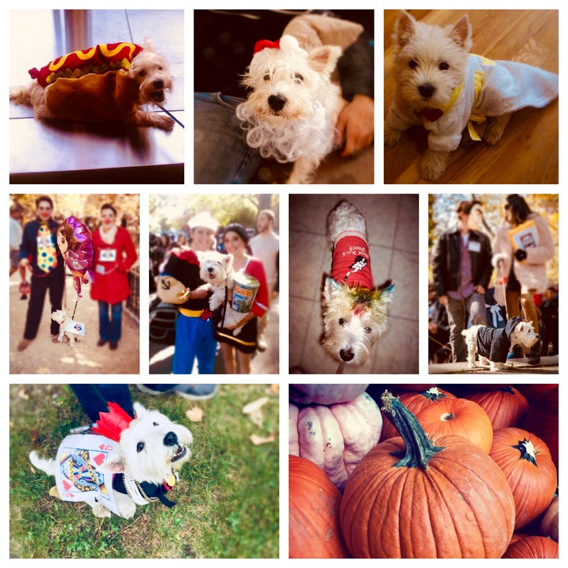 Doing it Doggie Style, Costumes That Is HuffPost