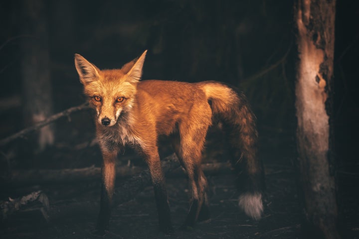 Red Fox in the woods