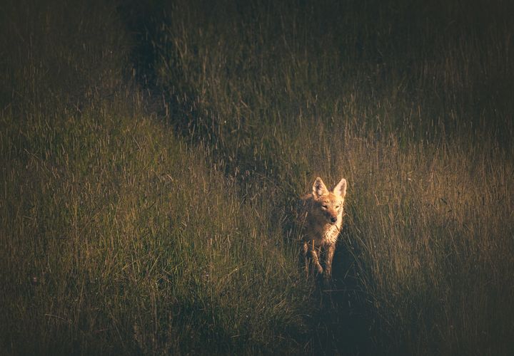 Coyote Hunting in Hayden Valley