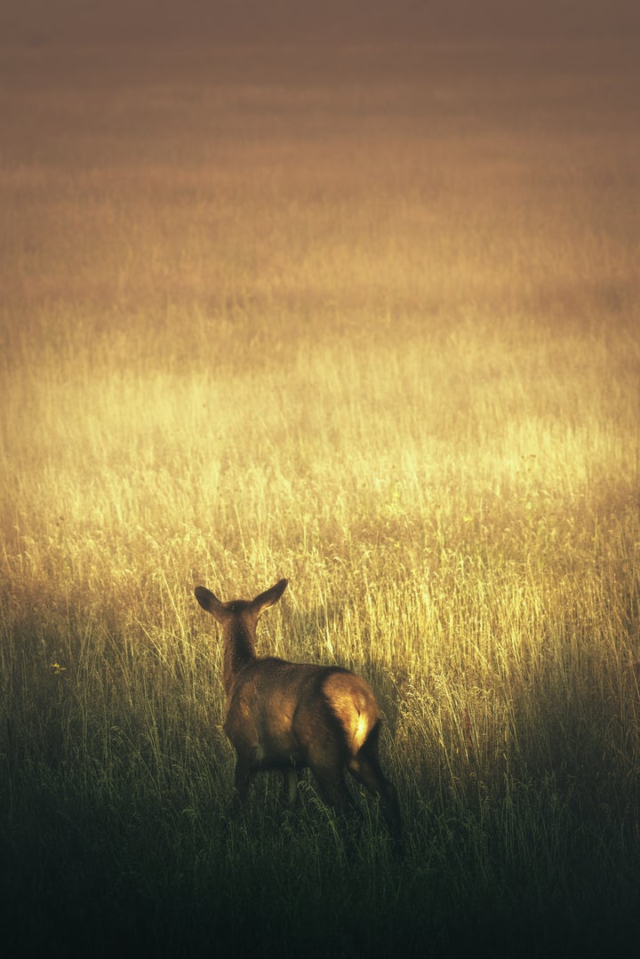 An Elk Calf from the Madison herd