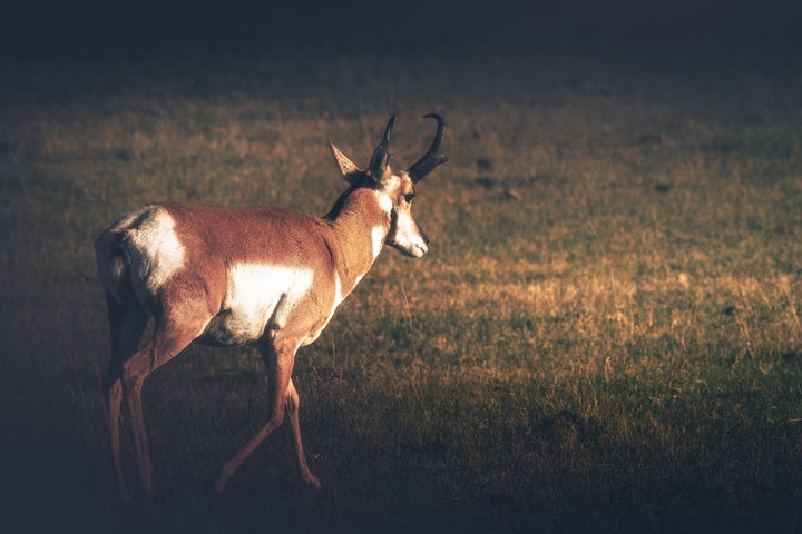 Pronghorn in Lamar Valley