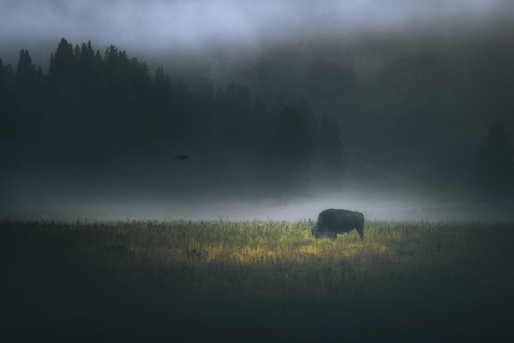 Bison grazing in a foggy meadow