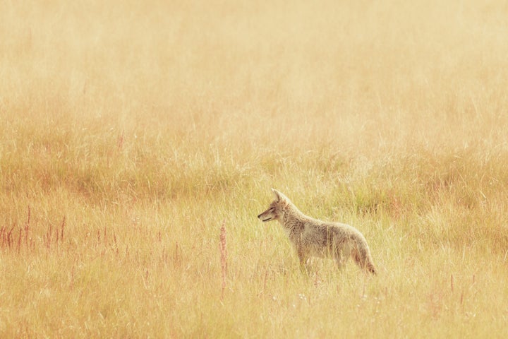 Coyote hunting