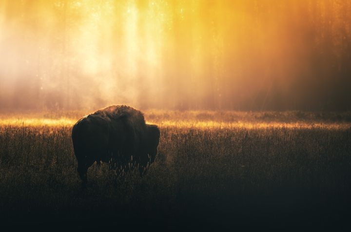 <p>A Bull Bison at Sunrise in Hayden Valley</p>