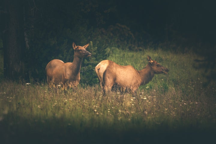 Elk Cows in Canyon Village