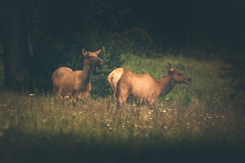 Elk Cows in Canyon Village