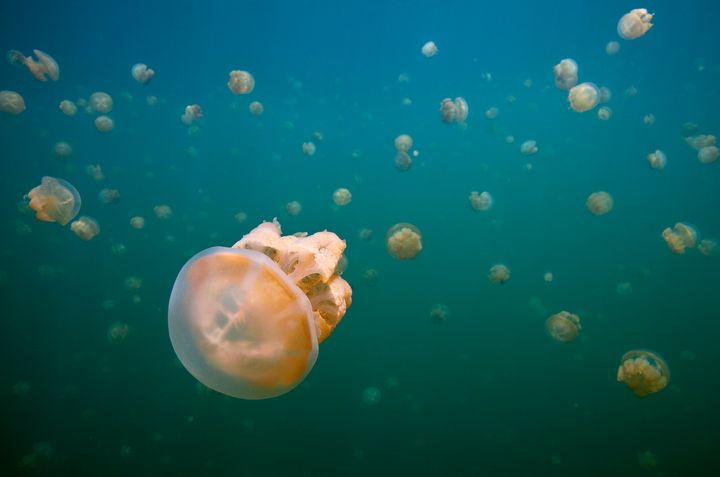 Golden Jellyfish (mastigias papua) in jellyfish lake (a marine lake and popular tourist spot) in the rock islands, Palau.