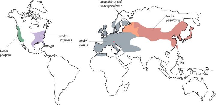 Global distribution of the vectors (Ixodes ricinus species complex) of Lyme borrelia (courtesy Stanek et al. The Lancet). The red dot indicates region where remains of the Iceman were found in the Alps 