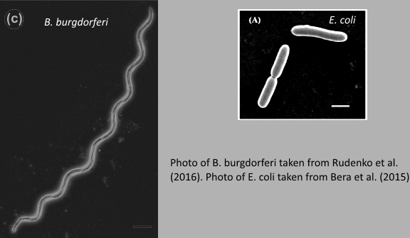 Comparison of the Lyme bacteria and more commonly known E. coli 