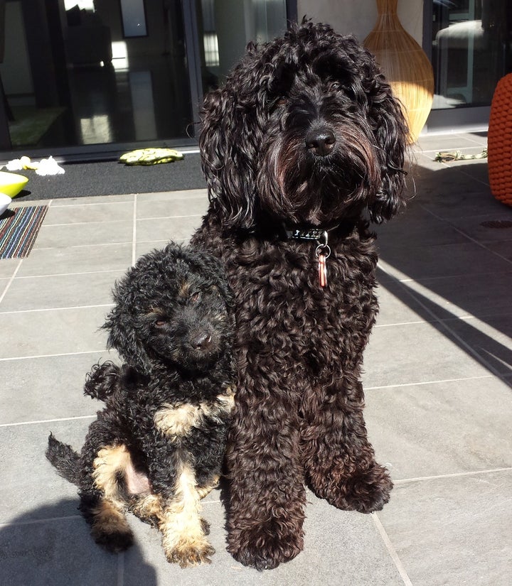 Our dogs Teddy and Coco.