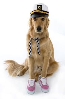 <p>Our first dog Max Cohen in a photo shoot.</p>