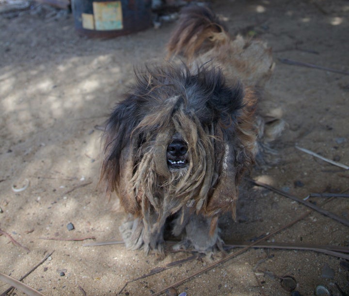 A small stray dog on Dead Dog Beach in 2009.