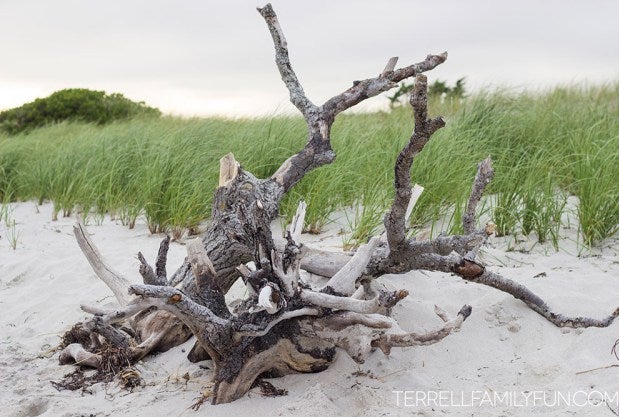 Cape Cod Driftwood Monomy Island, Chatham, Mass. www.terrellfamilyfun.com