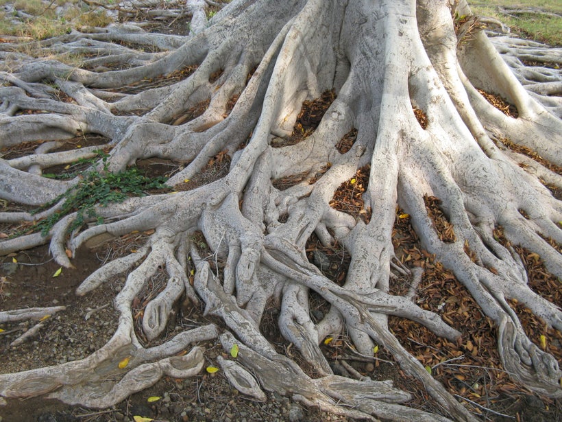 <strong>ROOTS</strong>