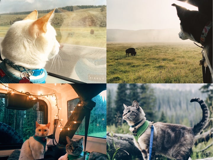 My pets having fun in Yellowstone