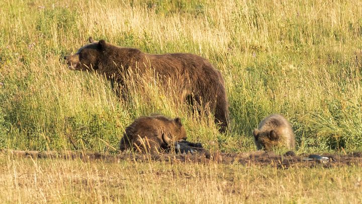 <p>Grizzly Sow and her 2 cubs</p>