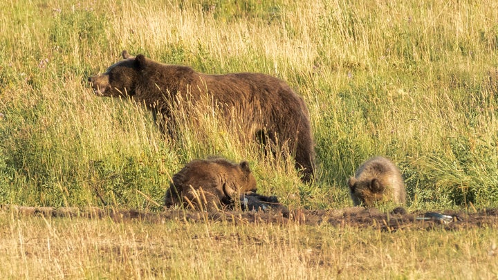 Grizzly Sow and her 2 cubs