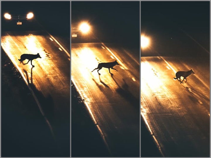 A Black Wolf hurls across the road in front of a fast moving car in Hayden Valley. These 3 shots were taken over the course of just over 1 second. He was fast! 