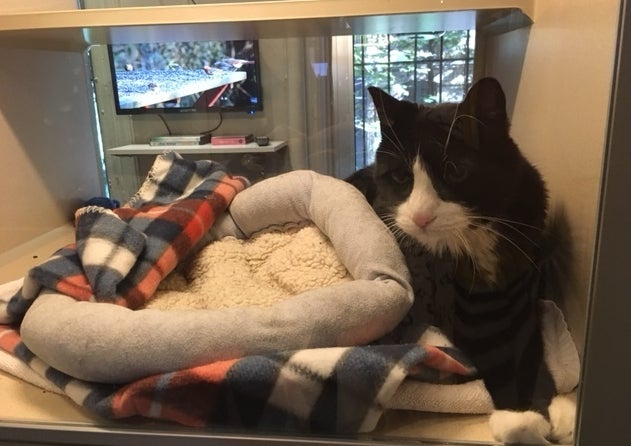 Binky in his cat condo at Dr. Mark Peterson’s Animal Endocrine Clinic www.animalendocrine.com