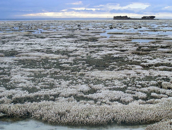 <p>Bleached coral on the Great Barrier Reef.</p>