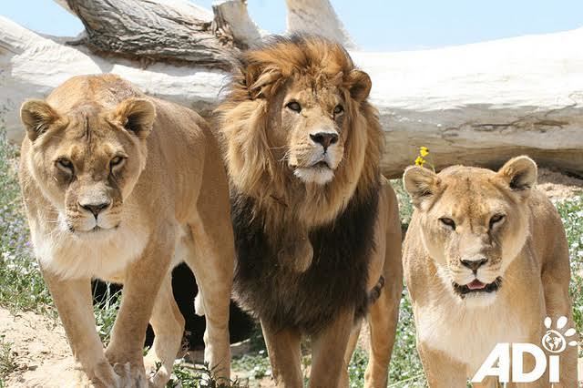 “Lion Ark,” produced by ADI Films, captures the behind-the-scenes plight of the animal rescue, the heartache, and the joyful