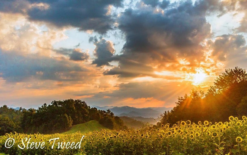 Sunflowers in Bloom at Tanyard Gap near Hot Springs, Madison County, North Carolina.