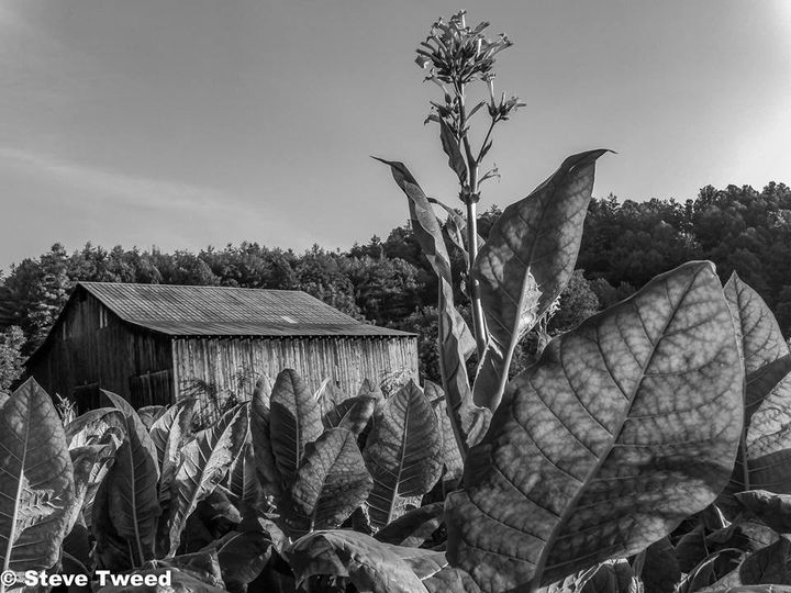 Tobacco with Barn in Background. Shelton Laurel Community of northern Madison County, North Carolina. 