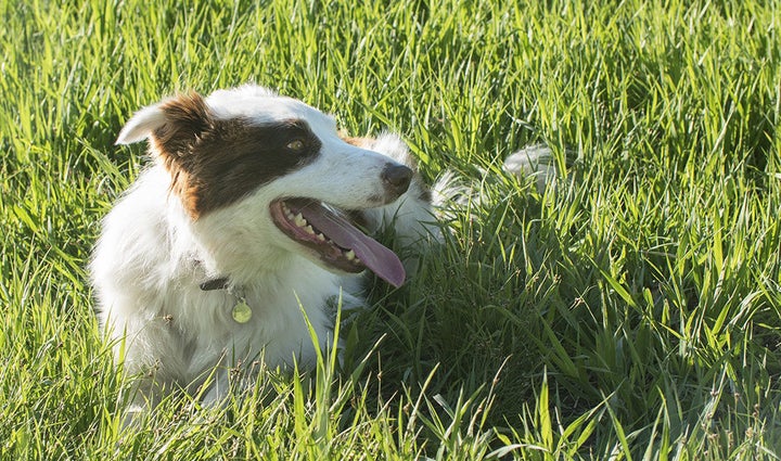 Pluto the Wonder Dog from the movie The Stray.