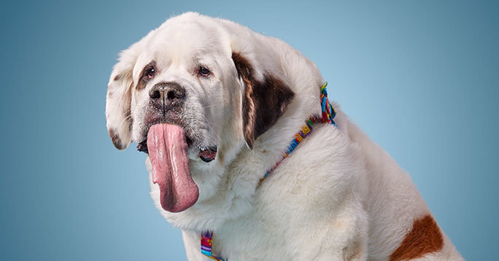 When It Comes To Long Tongues This Dog Licks All The