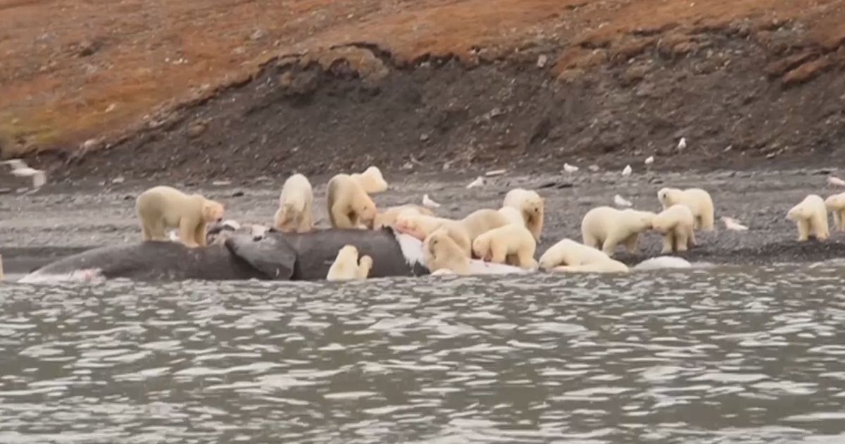200 Polar Bears Dine On Whale Remains In Russia Huffpost Uk