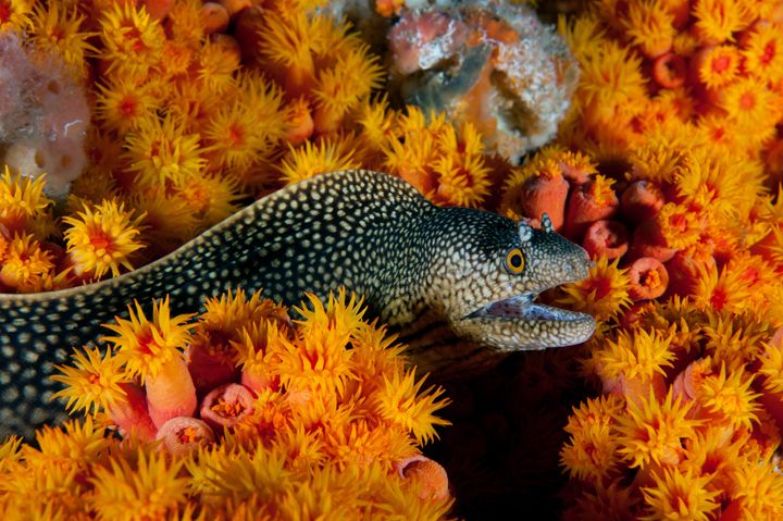 <p>An underwater survey led by WCS (Wildlife Conservation Society), National Geographic, and Gabon’s Agence Nationale de Parcs Nationaux (ANPN) uncovered a wealth of marine biodiversity (such as this eel peering out from a enclosure of sea anemones), providing valuable information for the formulation and creation of the a marine protected area network. </p>