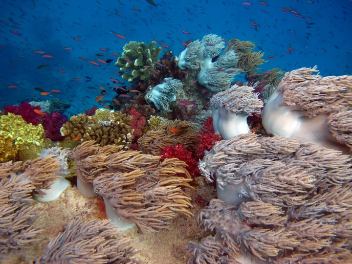 <p>Soft coral in Fiji’s Namena Marine Reserve </p>