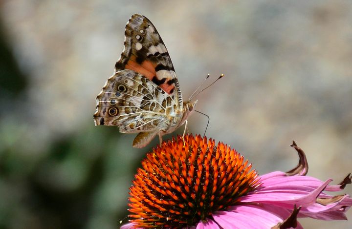 The culprits were identified as painted lady butterflies by people on Twitter.