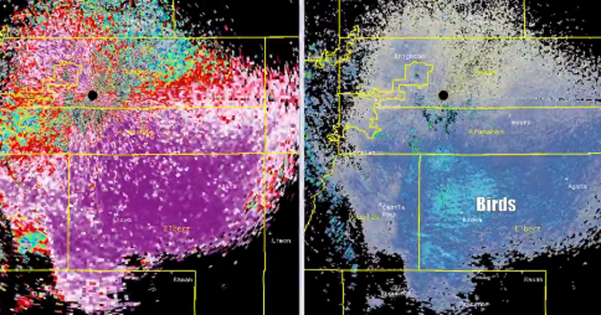 Experts Thought Birds Were Behind This Massive Swarming Cloud. They're ...
