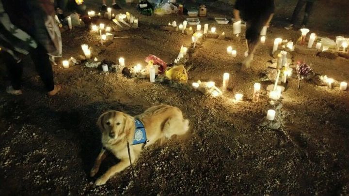 A comfort dog named Ruthie at a candlelit vigil following a mass shooting in Las Vegas.