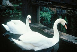 <p>SWANS AT A LOCK</p>