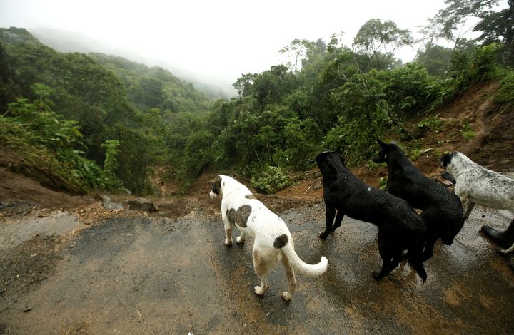 Dogs peer over the ledge of a collapsed road in El Llano de Alajuelita, Costa Rica 