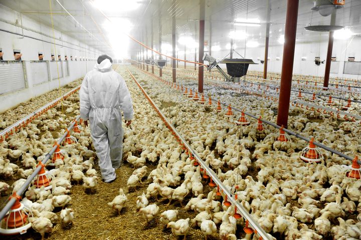 <strong>Inside a poultry farm.</strong>