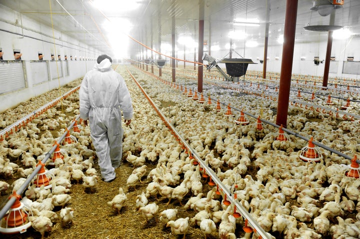 Inside a poultry farm.