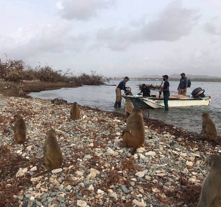 Researchers take a boat to Cayo Santiago to assess the damage from Hurricane Maria.