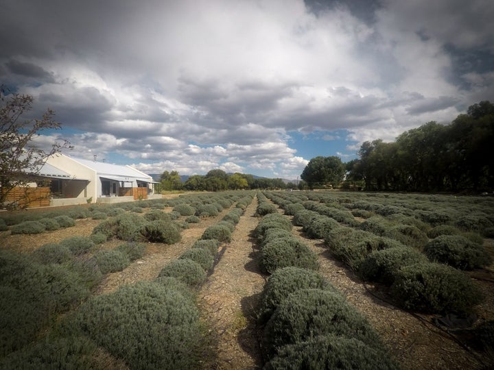 <p>It’s not uncommon to see lavender being picked in the Los Poblanos fields. Adjacent to the fields is a cafe, gift shop and inn. </p>