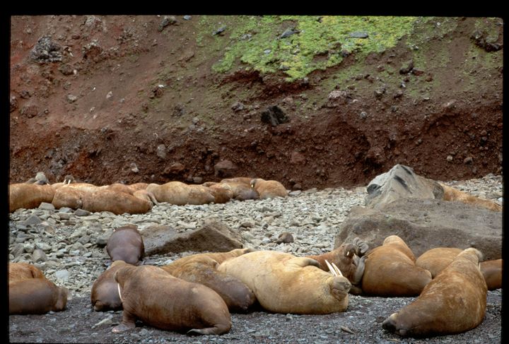 Pacific walruses on the shore of Arakamchechen Island in the Bering Sea.