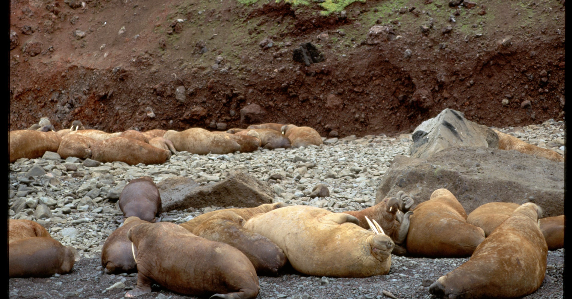 Trump Administration Denies Endangered Species Protection To Walruses
