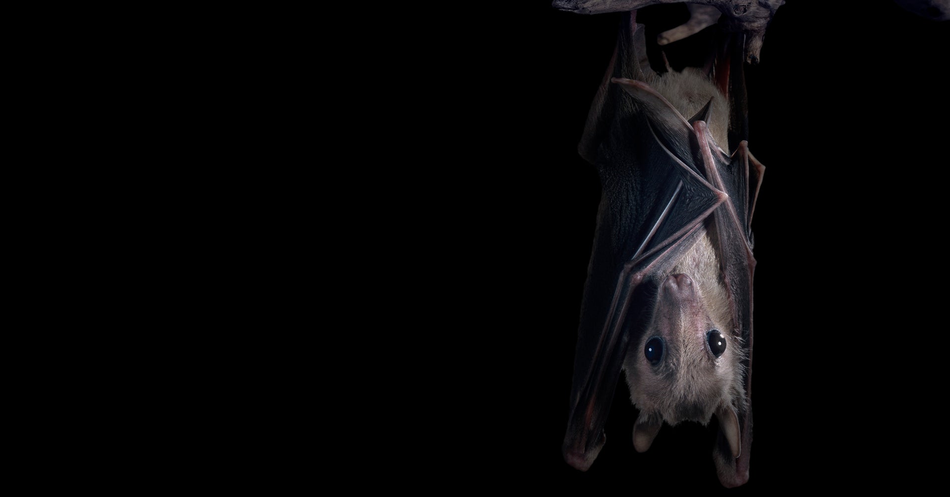 How Loud Are Bats' Squeaks When They Echolocate? HuffPost