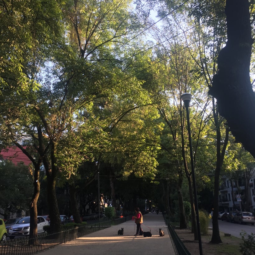 A woman walks her dogs on Mazatlan street in the Condesa neighborhood of Mexico City, where tourism has dropped significantly