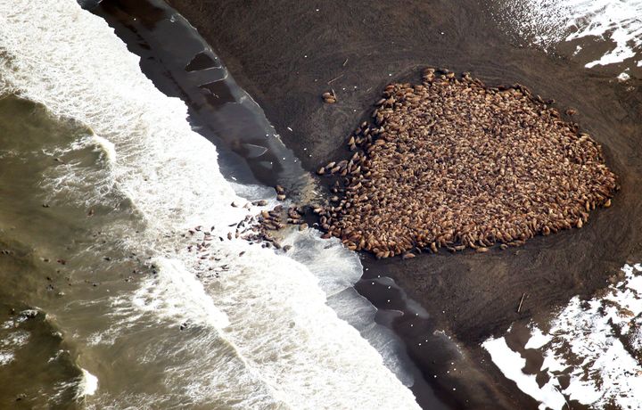 An estimated 35,000 walruses hauled out on a beach near Point Lay, Alaska, in 2014. Scientists say the walruses hauled out on the beach because of the lack of sufficient sea ice, which they would normally use.
